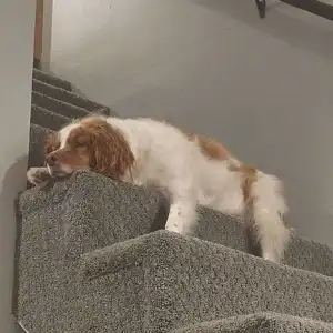 Emmie