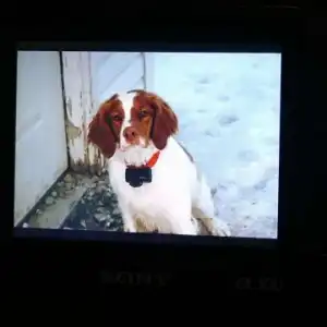 Emmie