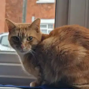 Ruby Archie