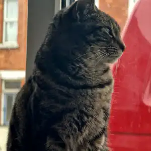 Ruby Archie