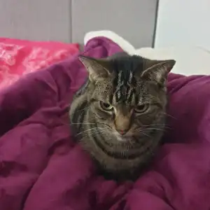 Ruby Archie