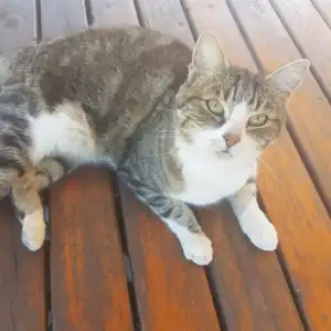 Yugi