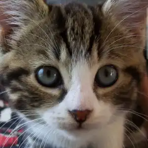 Yugi